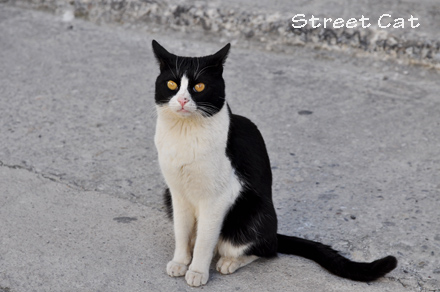 Street Cat